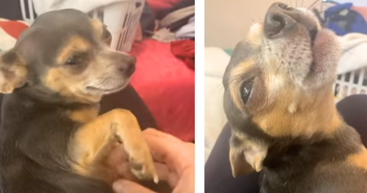 Adorable actor dog fakes injury but miraculously recovers when he hears ‘magic words’