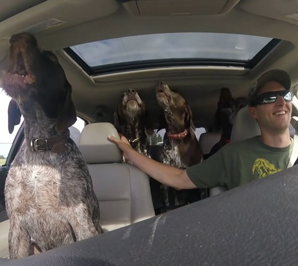 Owner tells pack of dogs they’re going to the park and they give him a show