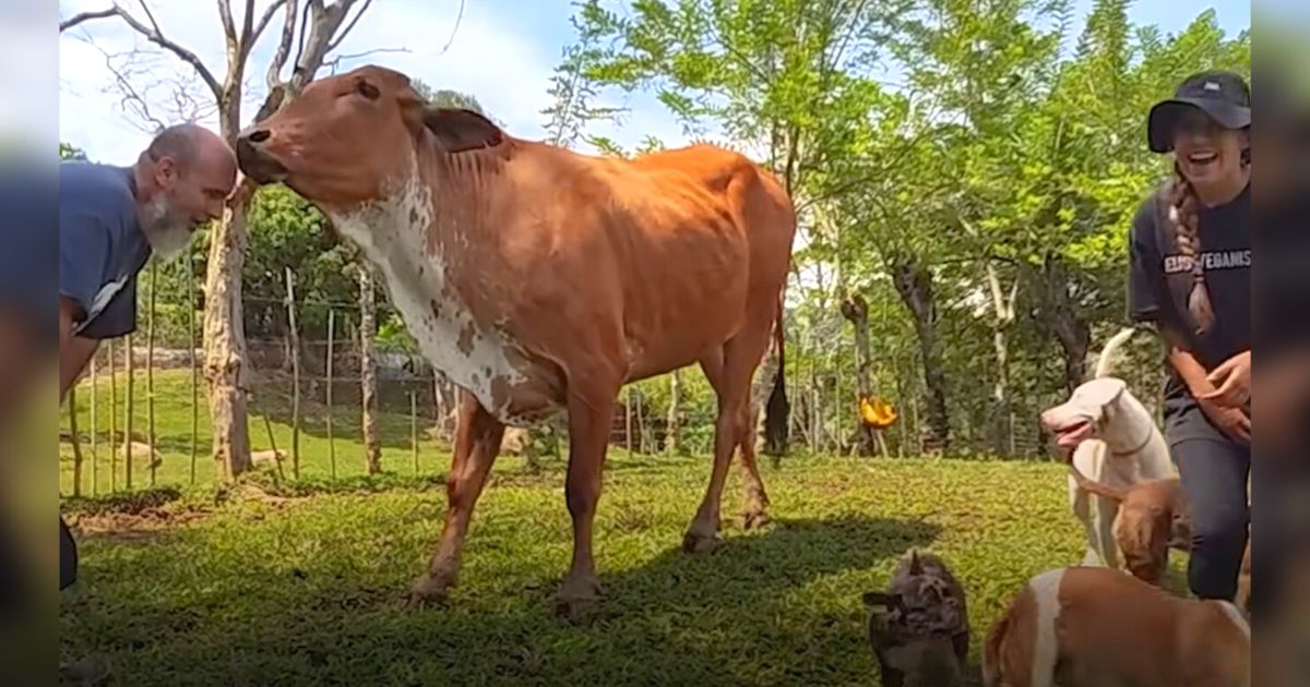 Needy cow goes out of her way to show her “disapproval” for mom’s new boyfriend