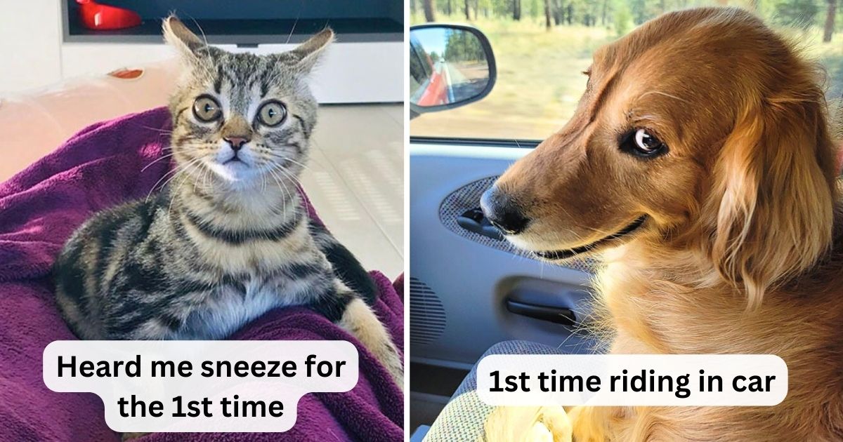 40 Pets whose minds were hilariously blown trying something new for the 1st time