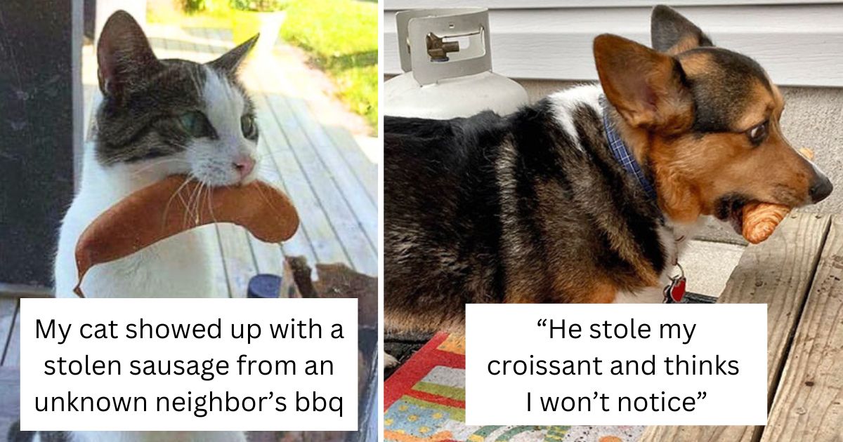 40 ridiculously funny pets caught stealing food