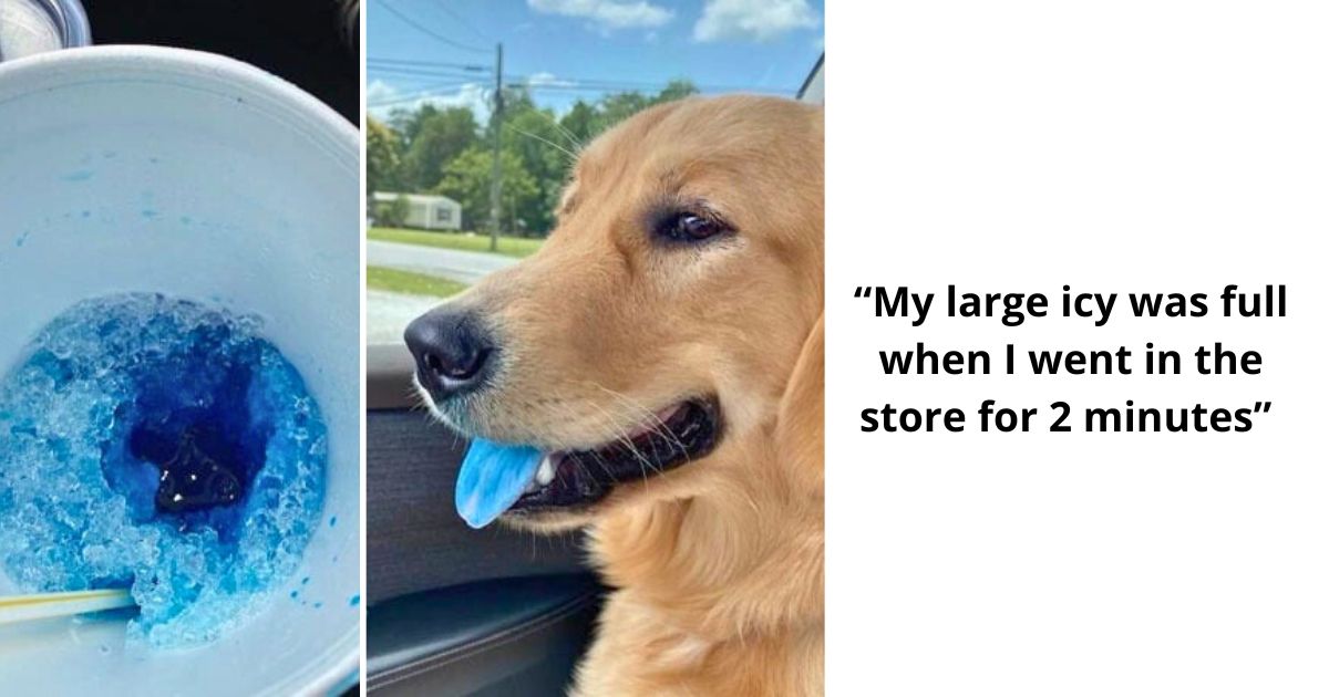 40 Hilarious Times Pets Got Busted Stealing Food