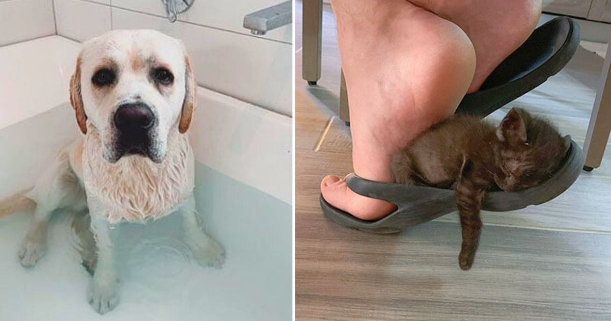 40 Hilarious Pets Who Have Absolutely Zero Concept of Personal Space