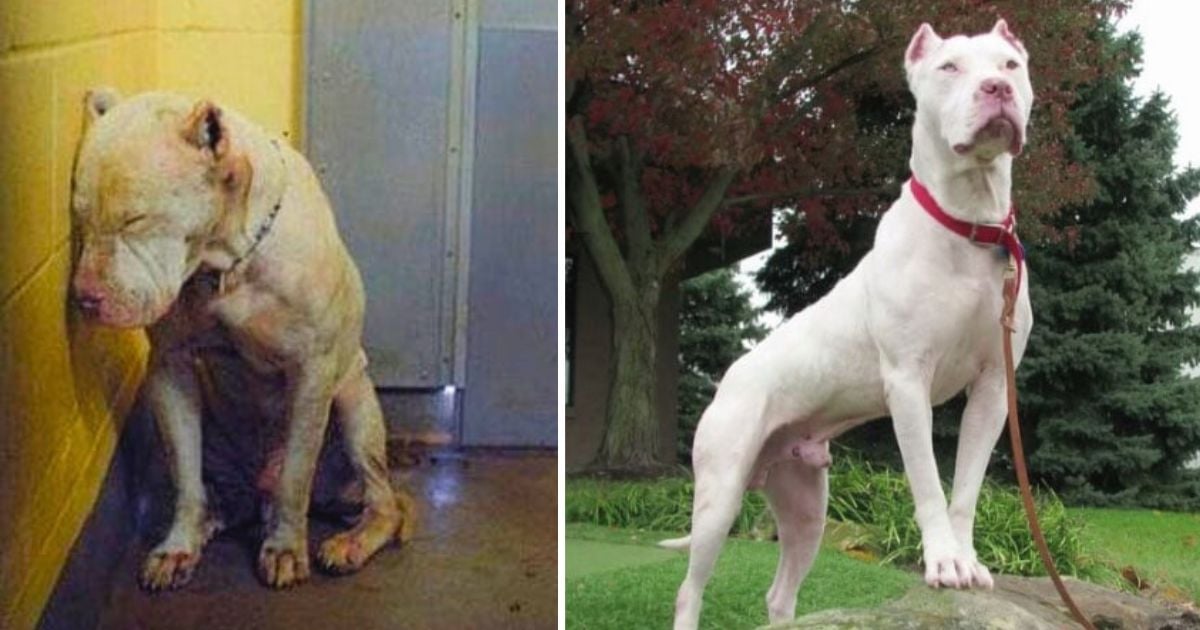 40 Pics of dogs before &; after adoption that are seriously mind-blowing