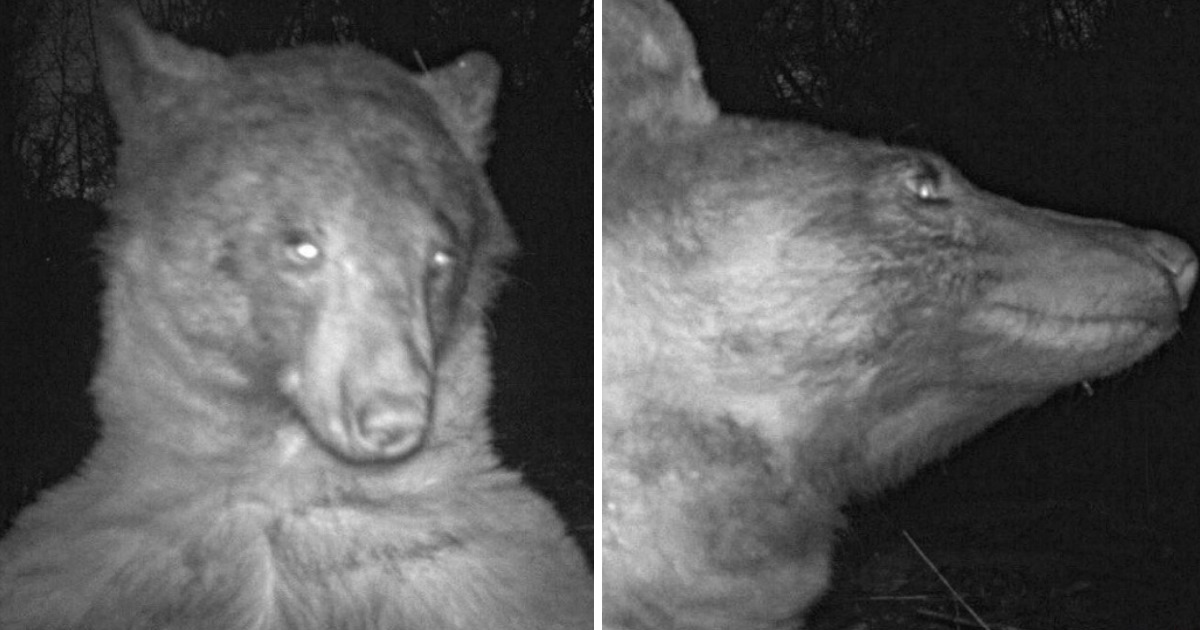 Curious bear finds wildlife cam and it hilariously leads to 400 selfies
