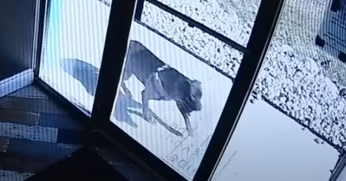 Dog runs a mile to the one place she feels safe to get her owner help after a car crash