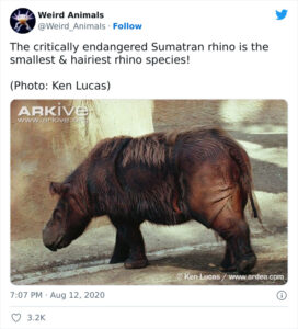 10 Weirdest Animals You’ve Never Seen Before