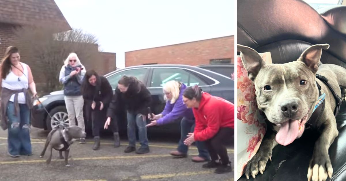 Pittie stuck at shelter for 587 days gets most special ‘freedom ride’ to new home