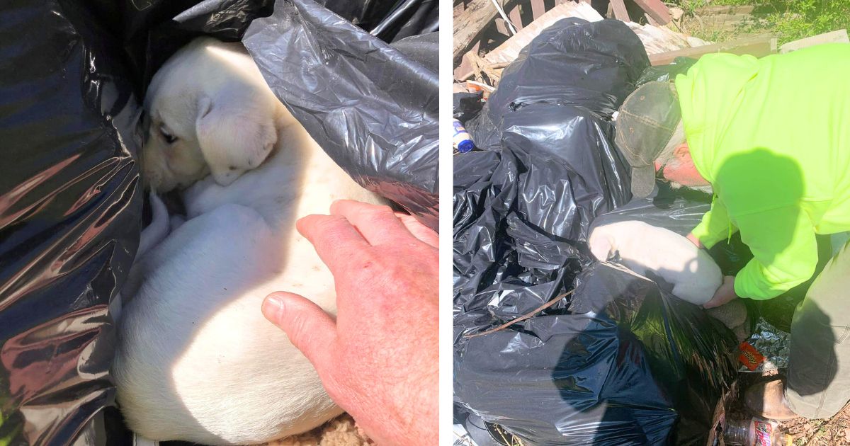 Cleanup crew member finds abandoned puppy in garbage can and knows it’s his ‘destiny’