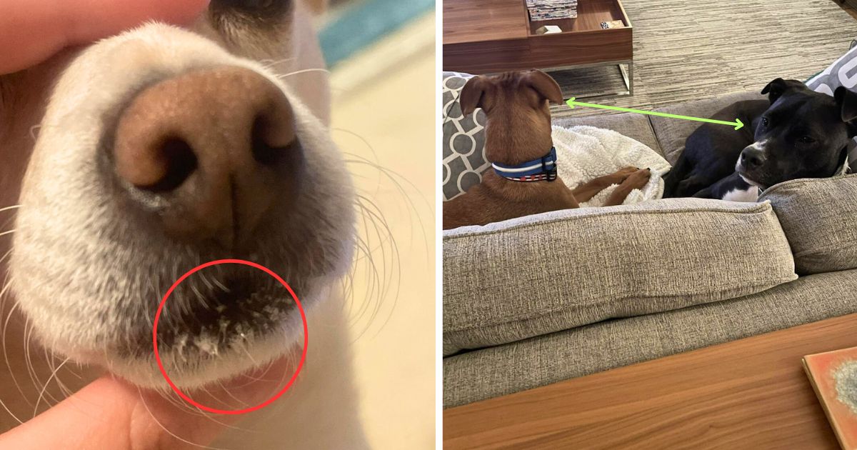 30 Game-Changing Hacks Every Dog Parent Needs to Know