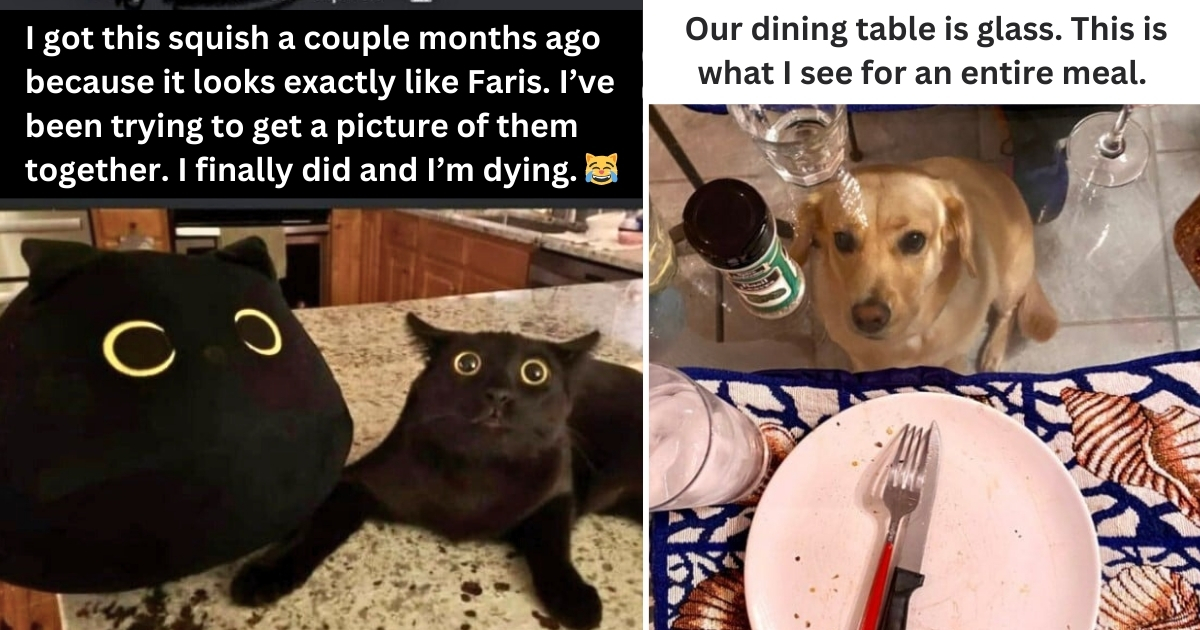 35 Hilariously Accurate Tweets About Life with Dogs and Cats