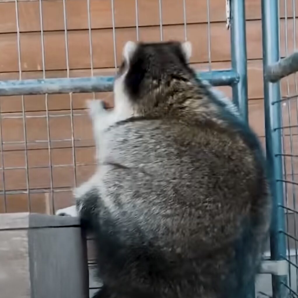 Severely overweight raccoons that look like a bear shed all their ...