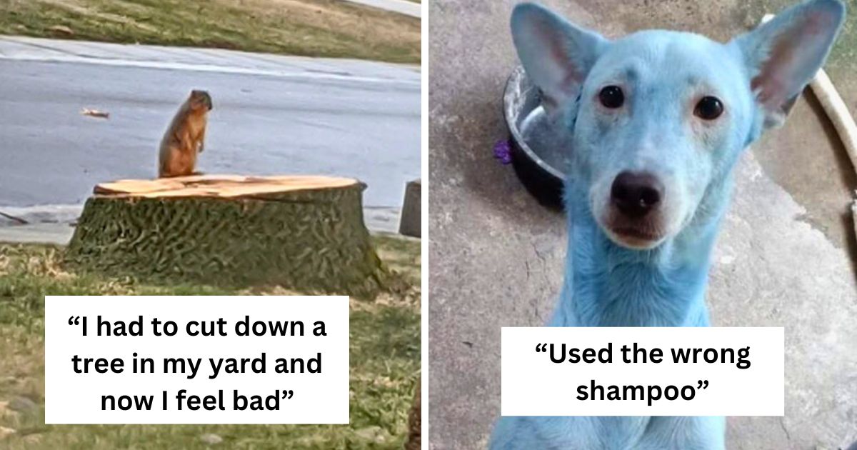40 pics of animals having a far, far worse day than you