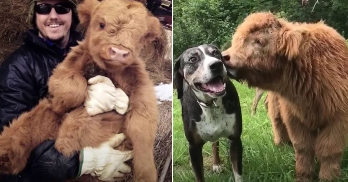 Couple take in abandoned calf and now he thinks he’s a dog