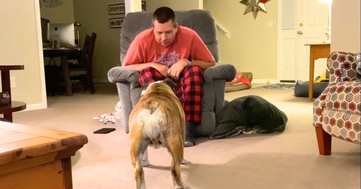 Man shares his bulldog’s adorable ‘dance of the Bulldog’ nightly routine