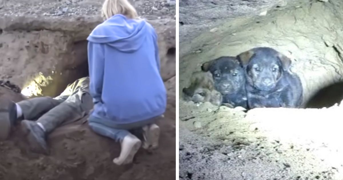 Rescuers hear high-pitches calls for help and then see puppies trapped 18 ft deep in cave
