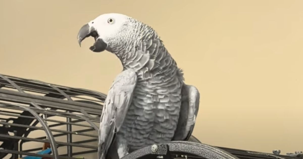 Woman tells African Grey parrot ‘bird jokes’ and he answers in hilariously ‘human-like’ voice