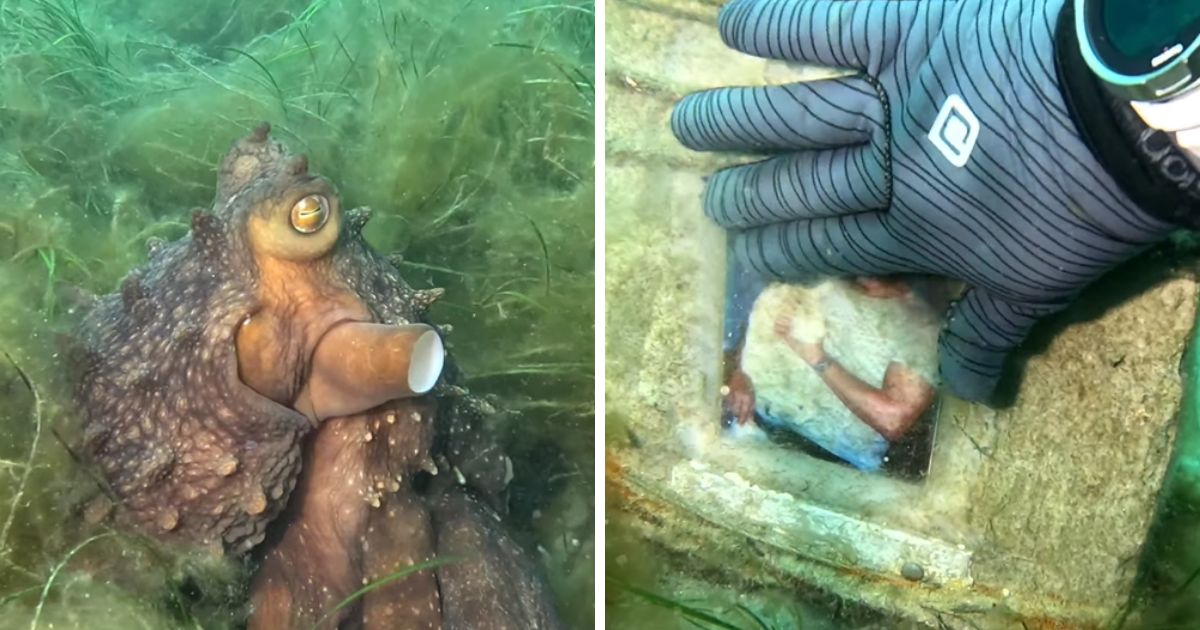 Octopus guides diver along pickets placed 5 meters apart that lead to underwater “shrine”