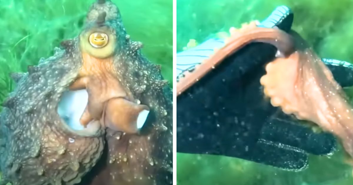 Smart octopus grabs diver’s hand and leads her to his incredible ‘buried treasure’