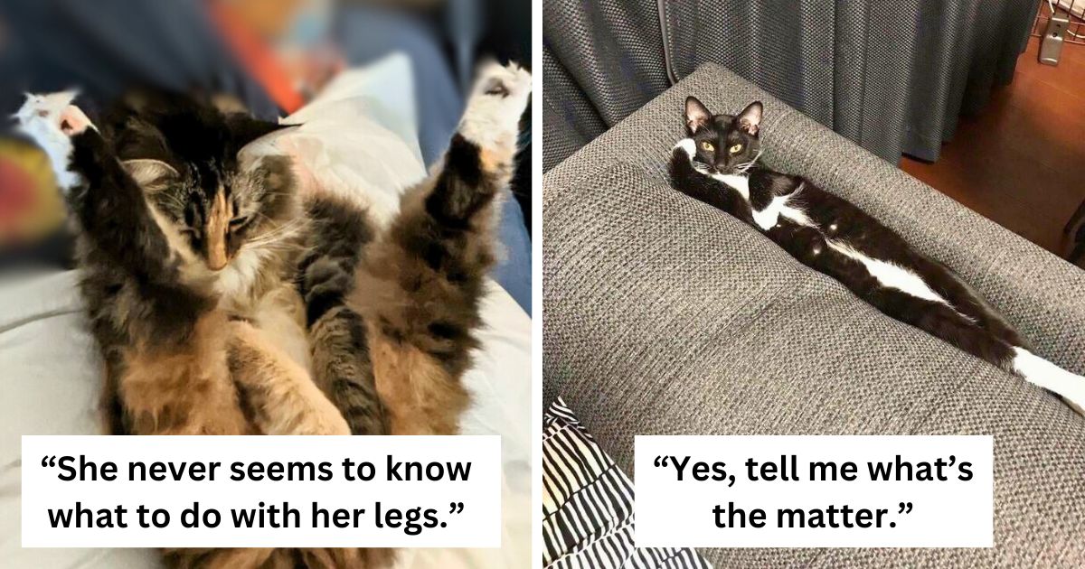 40 hilarious moments cats were caught being just plain weird