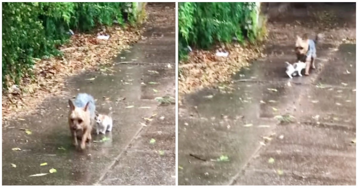 Dog passes an abandoned kitten in need and leads her to her home for safety