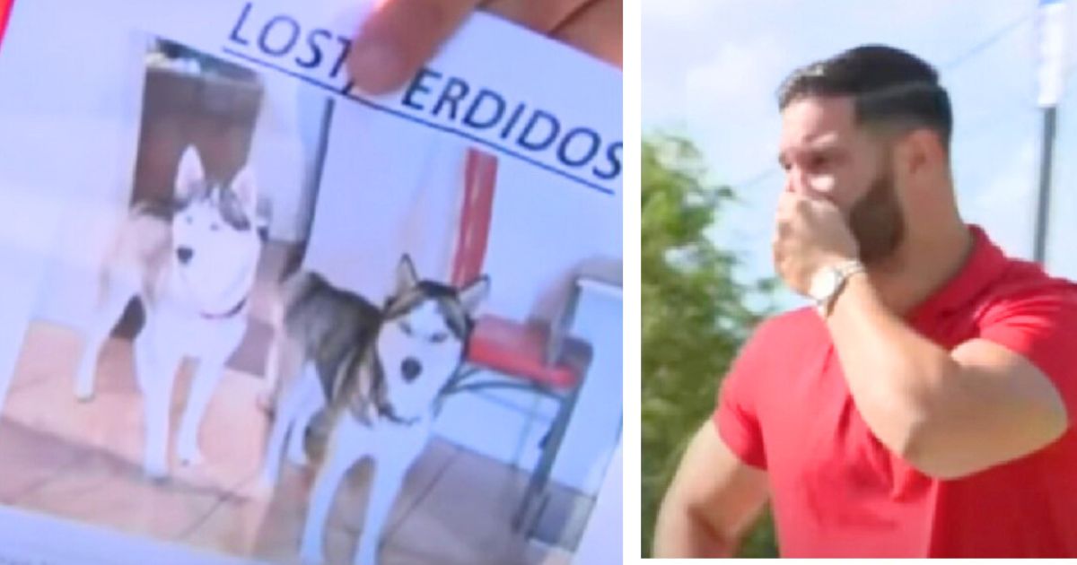Man interrupts huskies’ adoption photoshoot shouting ‘those are my dogs’