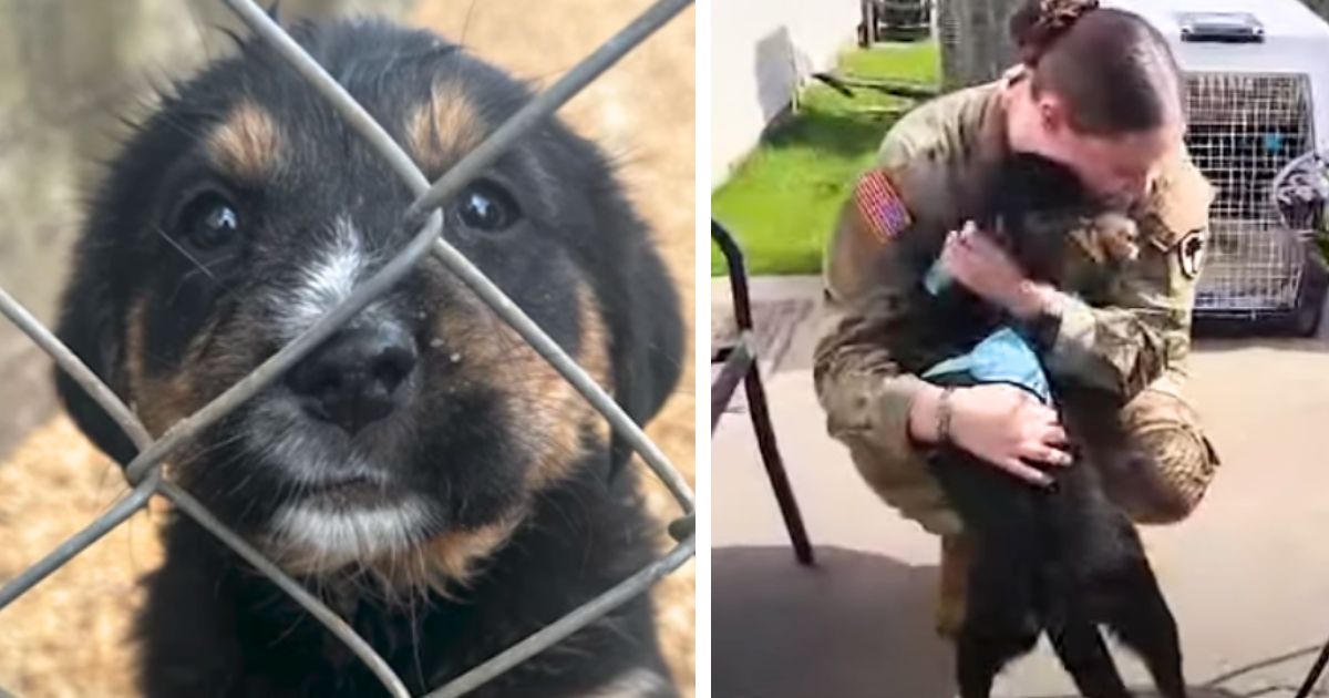 Little puppy can’t contain emotions when she finally reunites with her beloved soldier girl