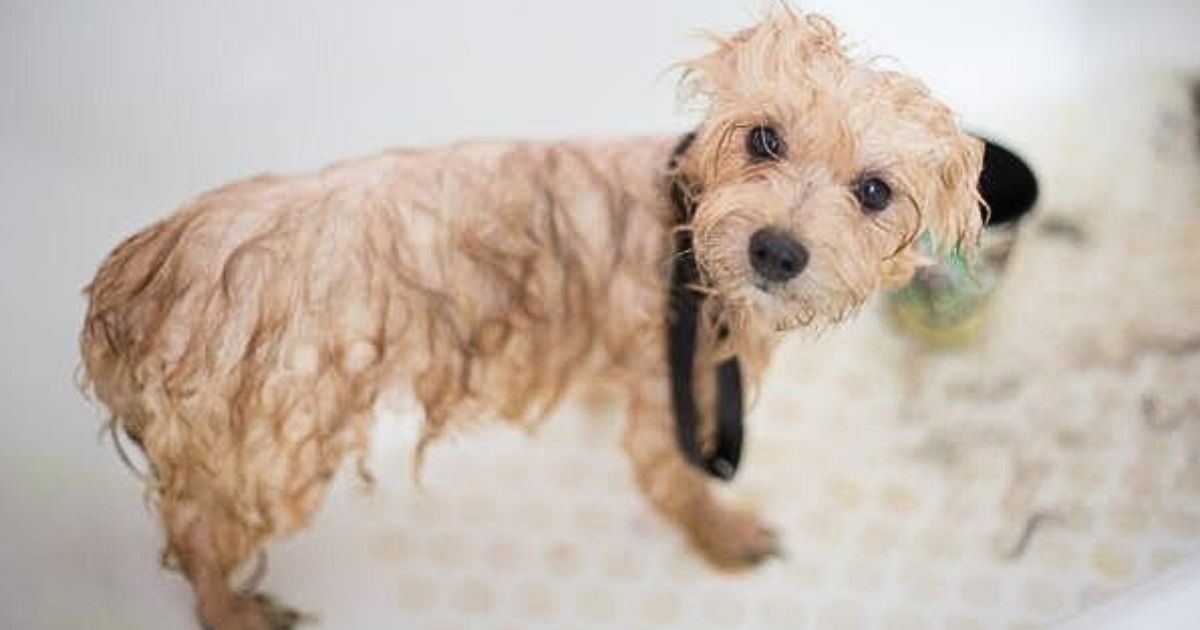 20+ Ways You Might Be Hurting Your Dog and Not Even Realizing It