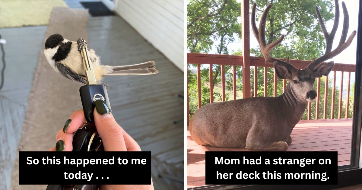 40 Heartwarming Wildlife Encounters People Just Had to Share