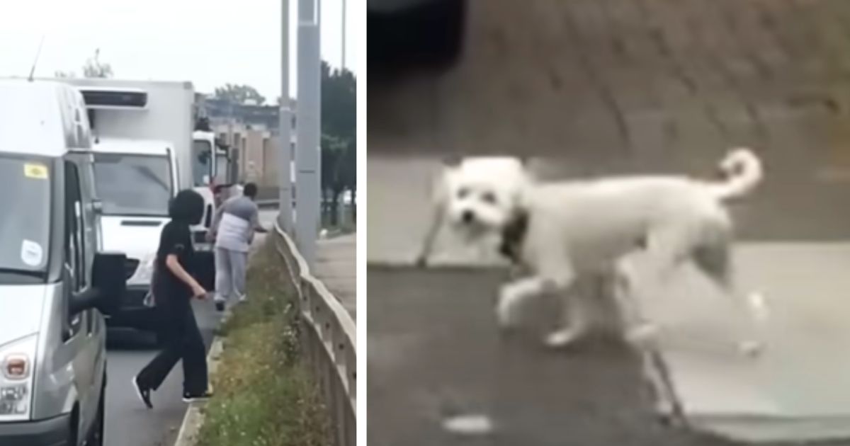 Man sees scared little pup running down busy highway and immediately jumps into action