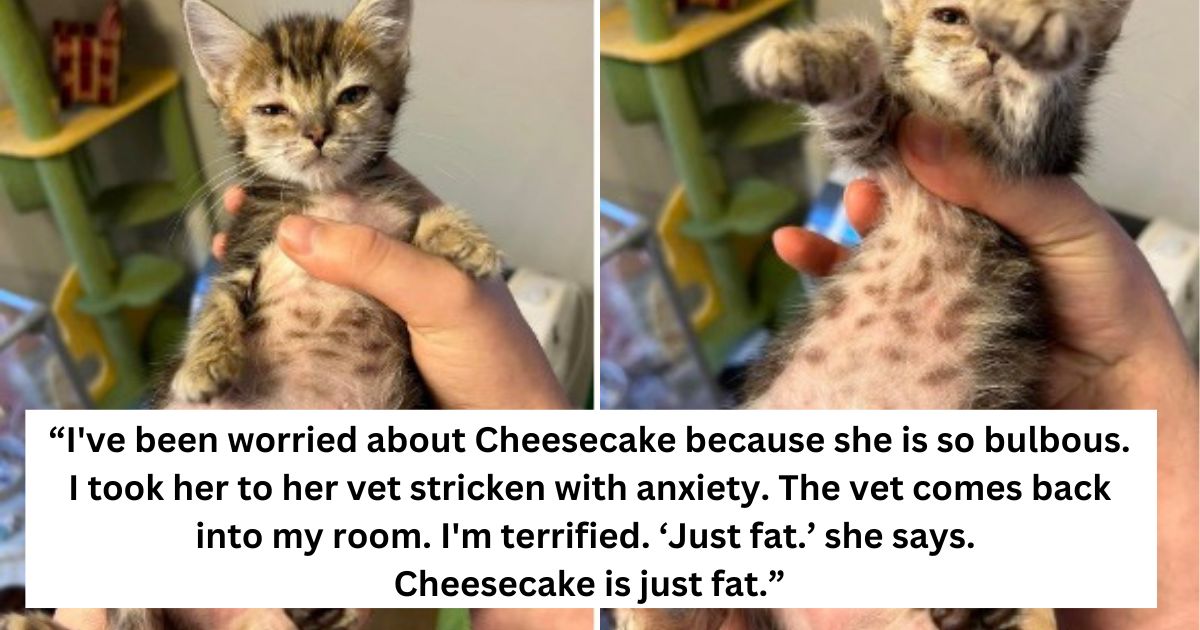 40 Vet Clinics That Made Our Hearts Burst with Laughter