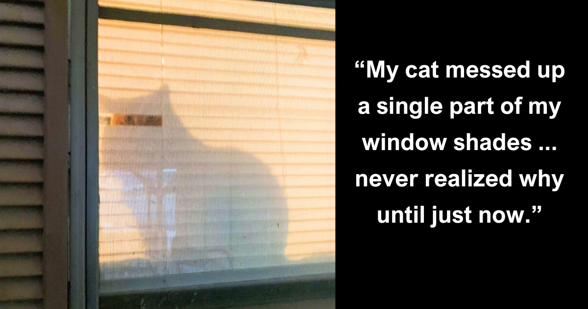 40 Cats Caught Destroying Stuff in the Most Hilarious Ways
