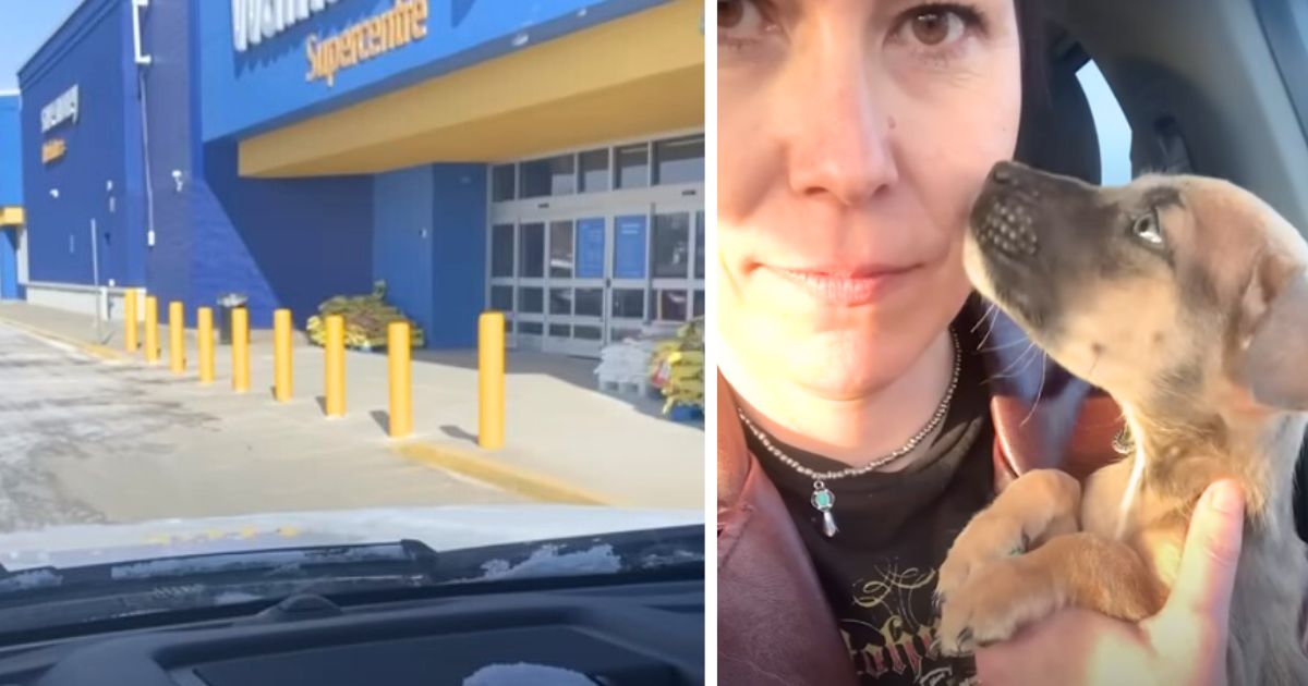 Woman rescues puppy dumped at Walmart and then goes on ‘mission’ to reunite her with siblings