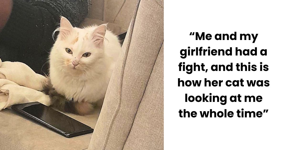 35 Hilarious Cats That Will Make You Whisper “OMG SO CUTE”