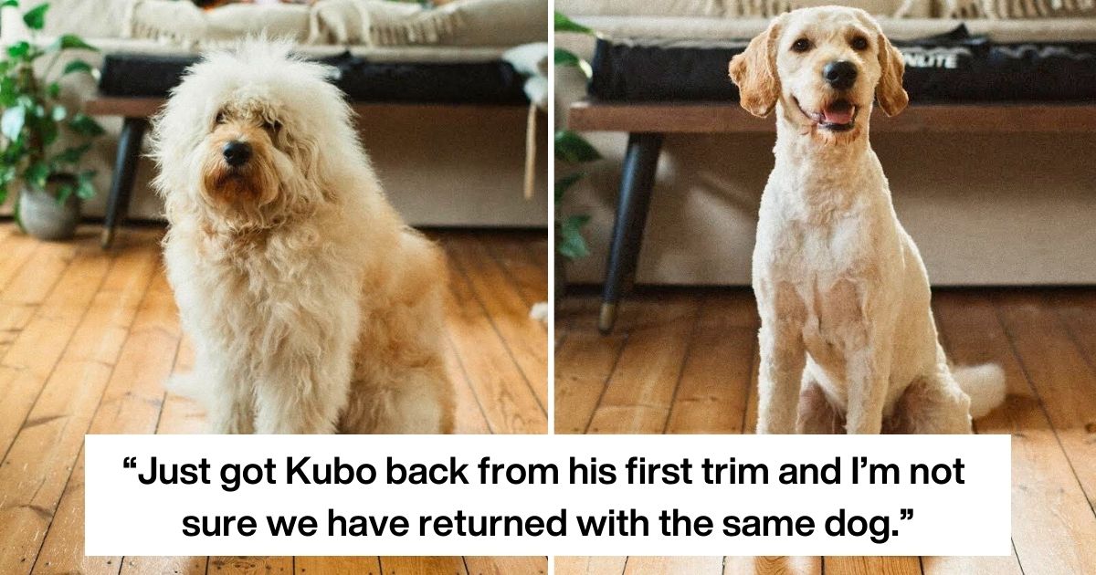 40 People who took their dog to the groomer only to think they got back the wrong dog