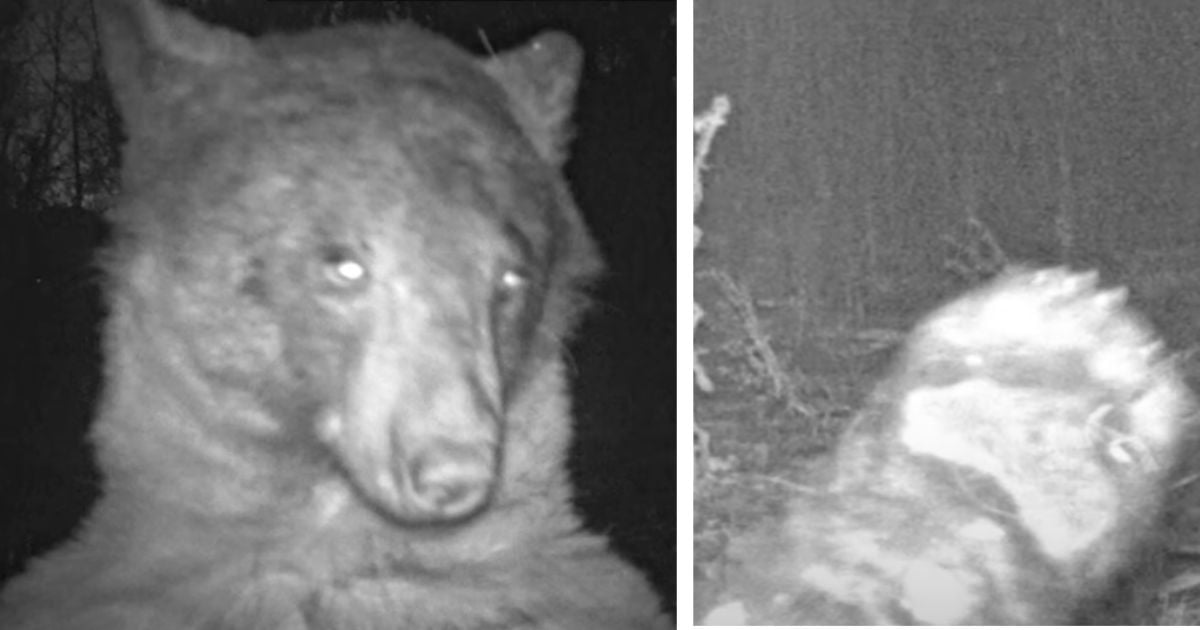 ‘Diva’ bear finds wildlife camera in woods and hilariously takes 400 selfies