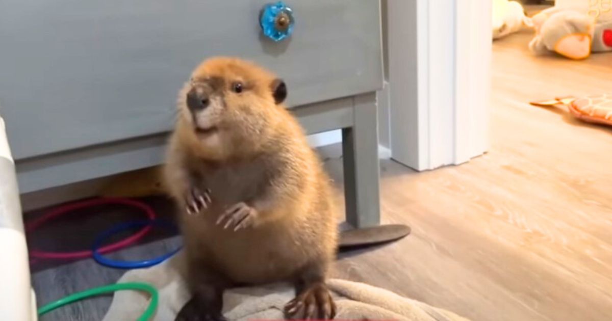 Adorable baby beaver starts chattering to rescuer and sounds just like a human baby