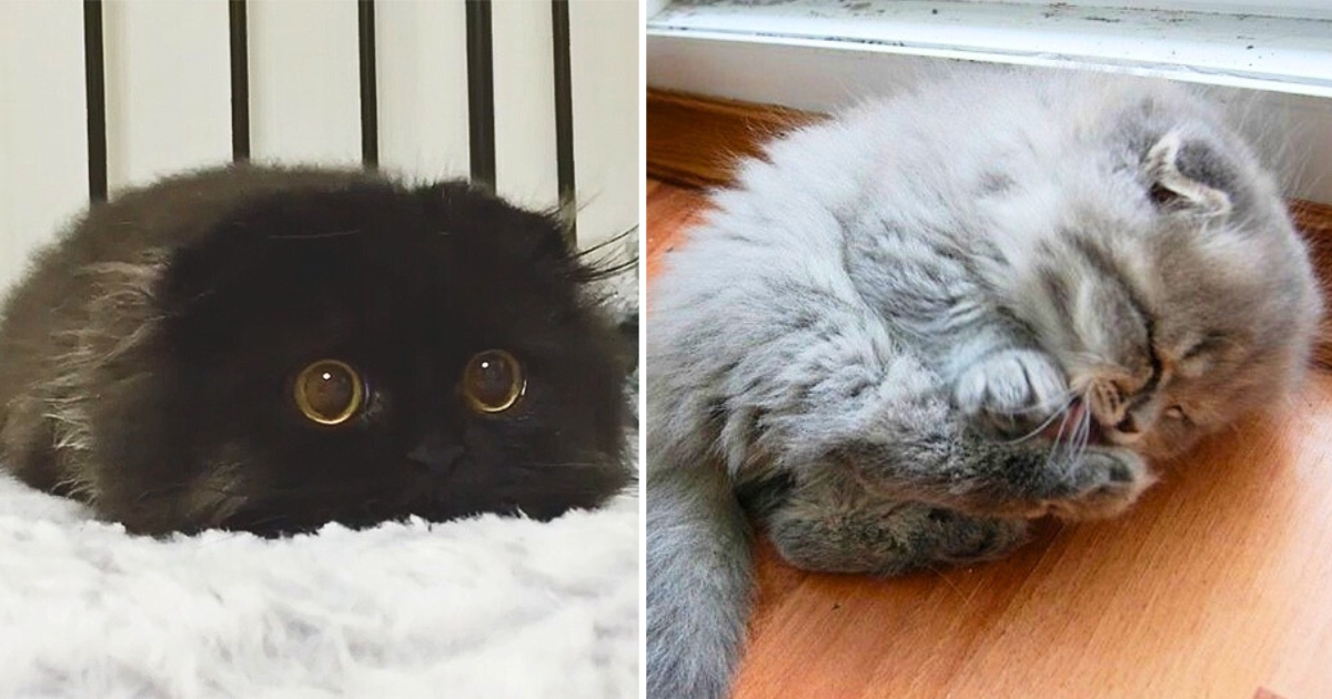 40 heart-meltingly cute kittens that will destroy your ability to function today