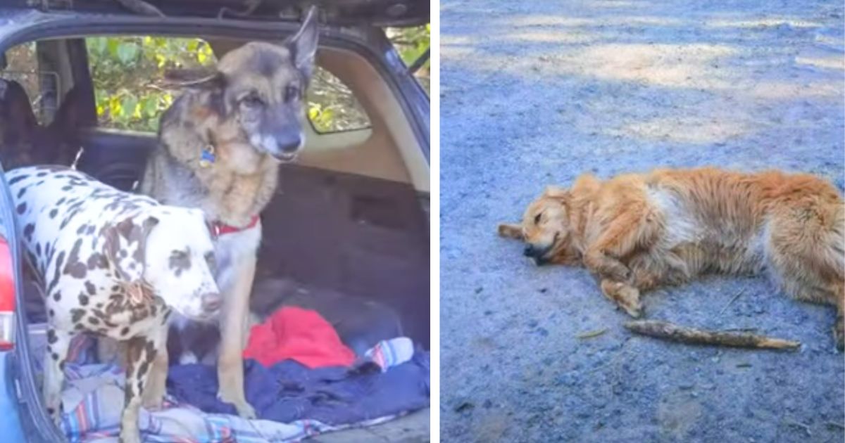 Golden retriever absolutely refuses to leave park and it turns into ‘hilarious’ scene