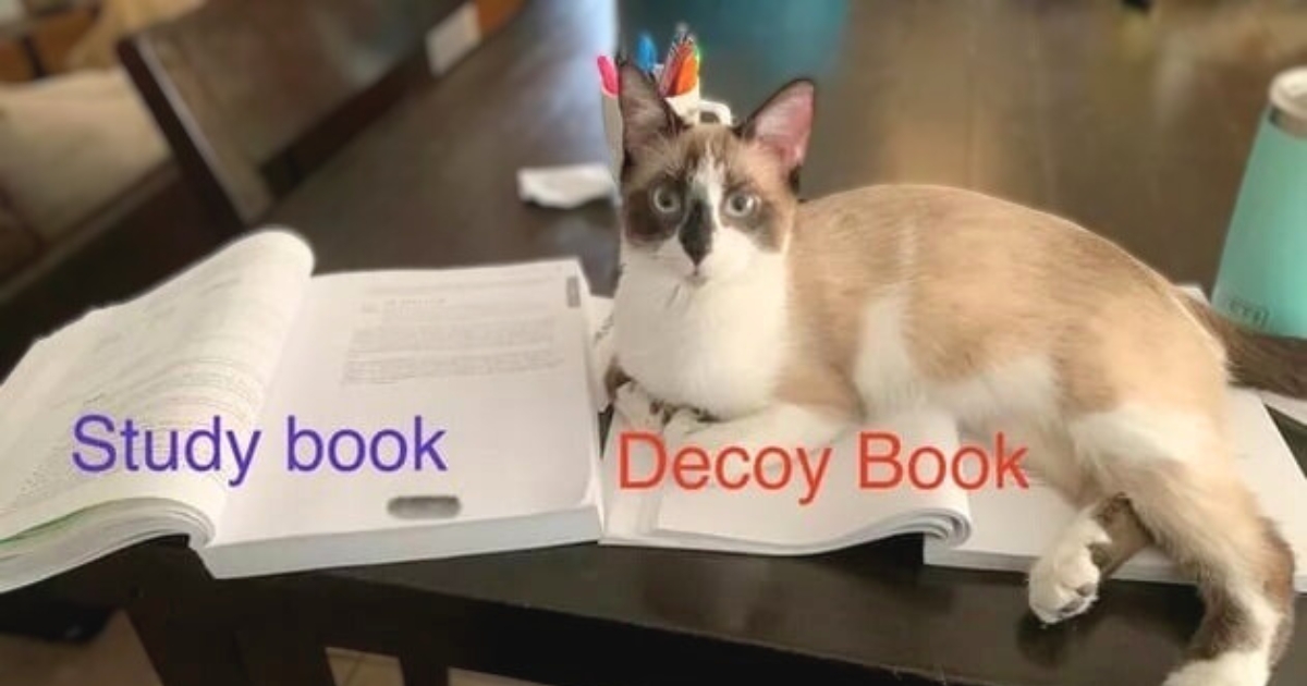 30+ Cats Who Absolutely Fell for the Most Cunning Traps