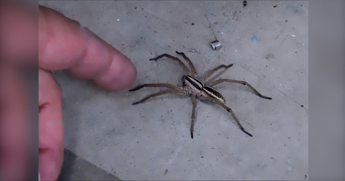Man spots 3-inch Wolf spider skittering across floor and pokes it to “see what happens”