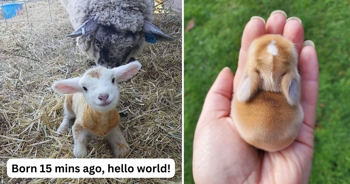 40 Animal Pics So Adorable Your Heart Will Squeal With Joy