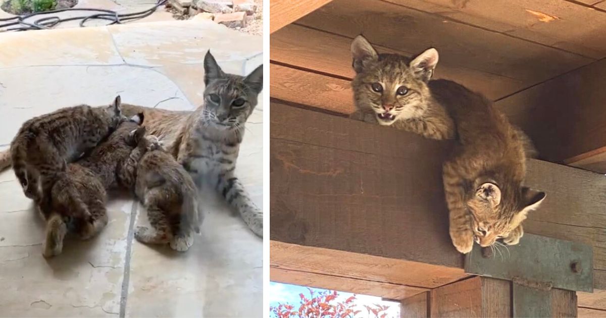 Woman spots mama bobcat and her ‘feisty’ cubs on her porch and starts recording