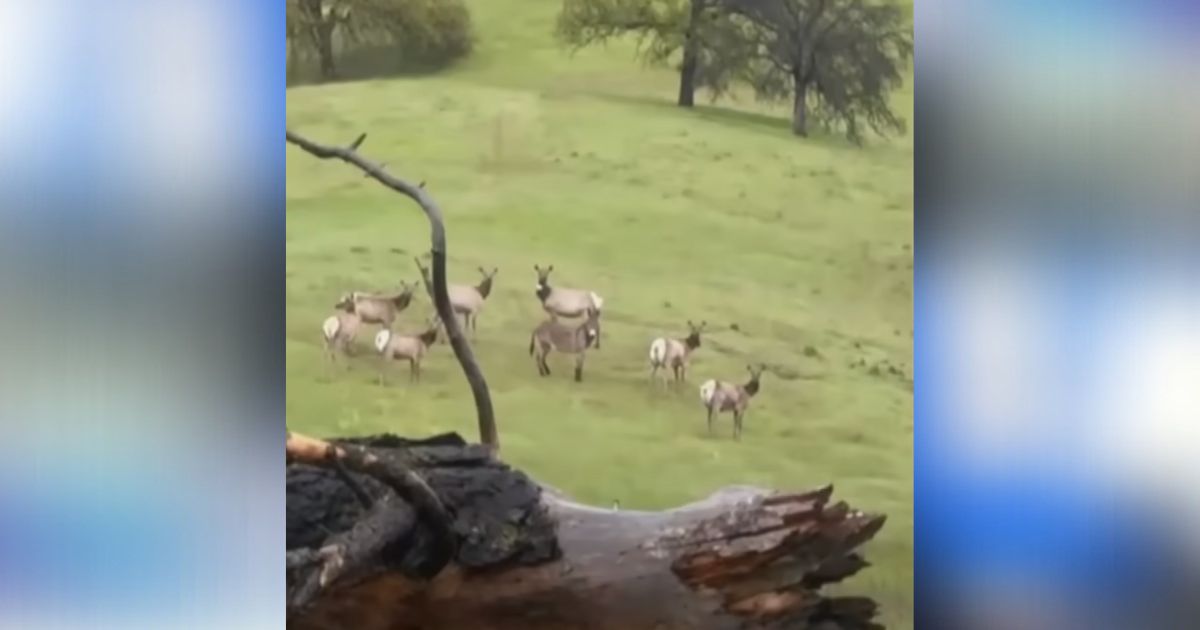 Hunter spots herd of elk but among them is ‘imposter’ that’s now leader of herd