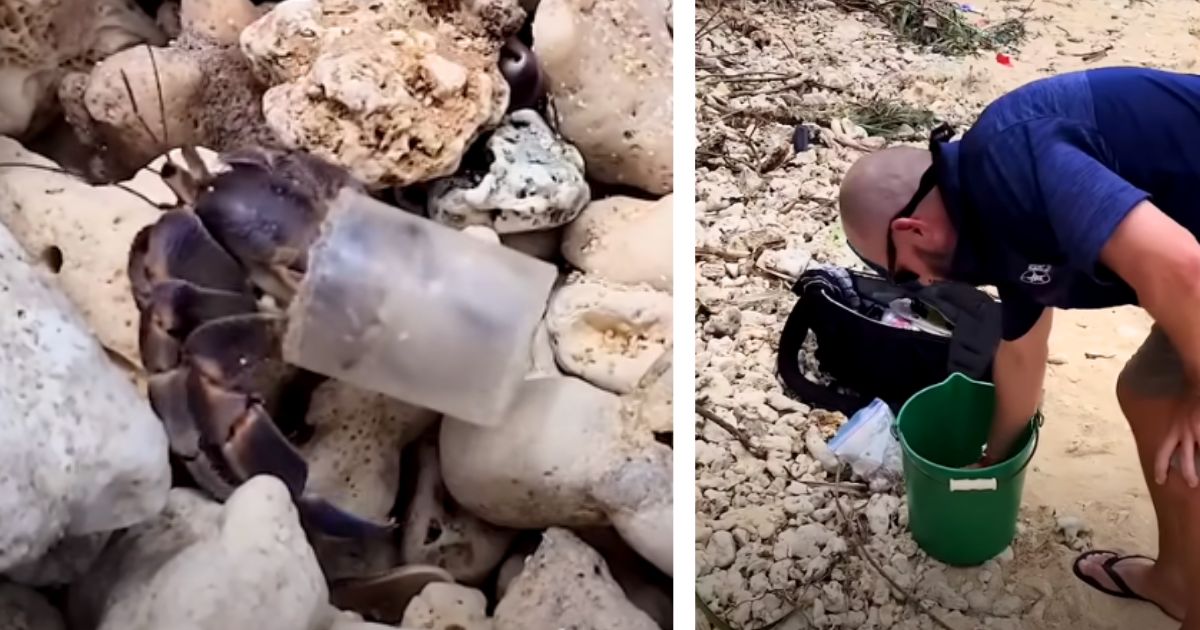 Man finds hermit crab living in dirty plastic cap and offers him the ‘perfect’ new home