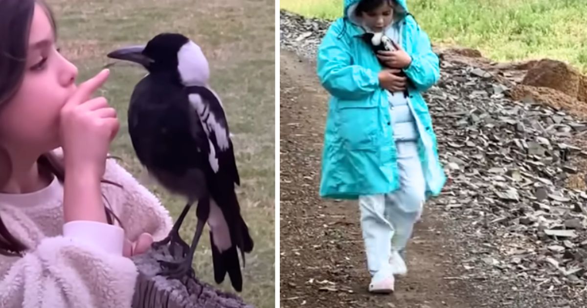 Nine-year-old girl melts hearts becoming ‘best friends’ with wild magpie