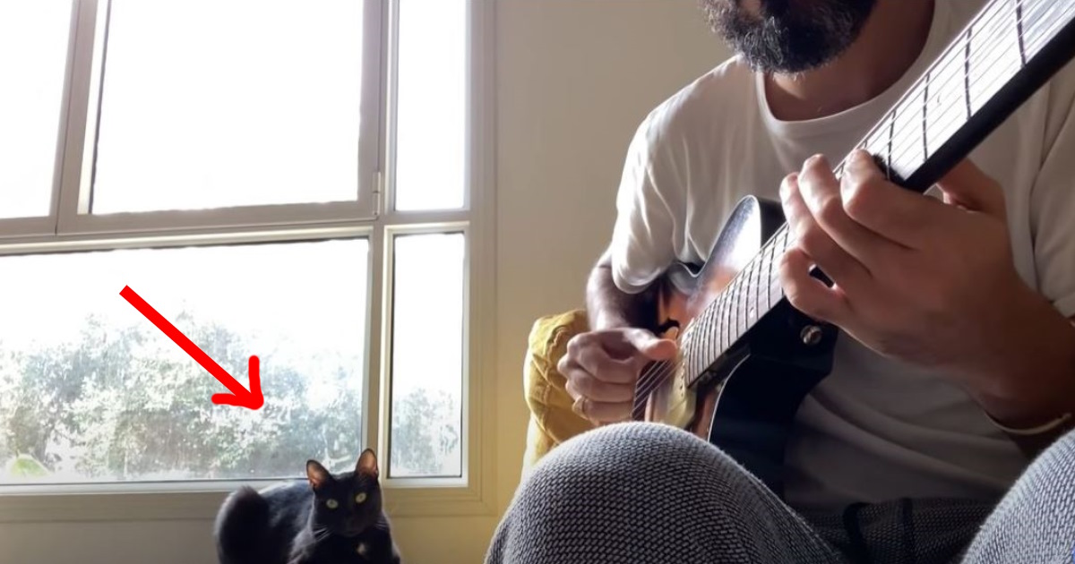 Dad plays the Blues but watch his cat hilariously transform it into a duet