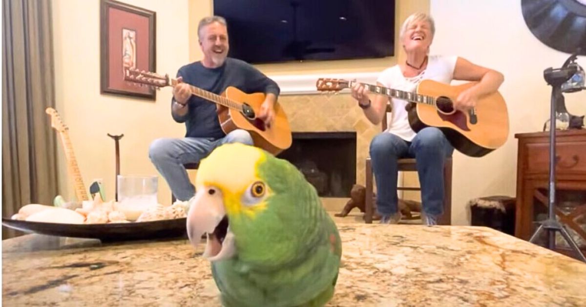 Bird hears owners sing “Knocking On Heaven’s Door” and upstages everyone with his voice