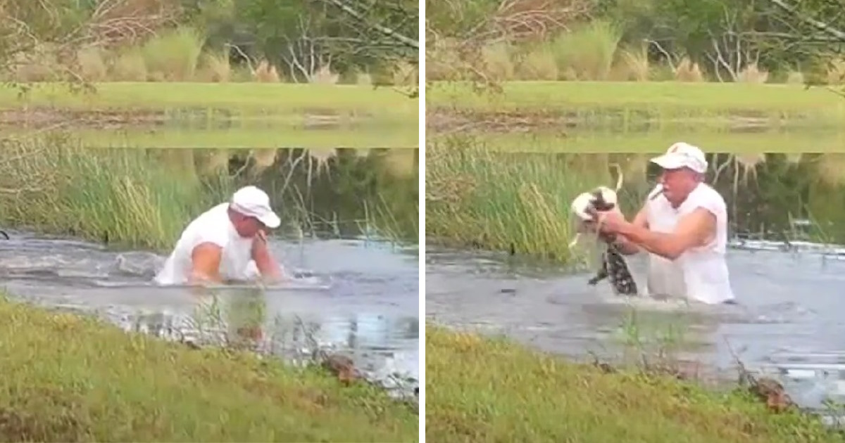 Alligator snatches puppy but quickly learns he messed with the wrong dad