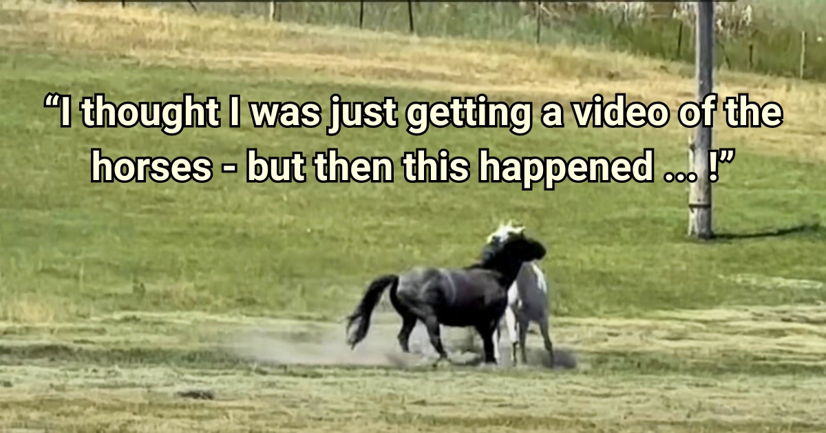 Woman’s filming when black horse acts unexpectedly to older horse in herd